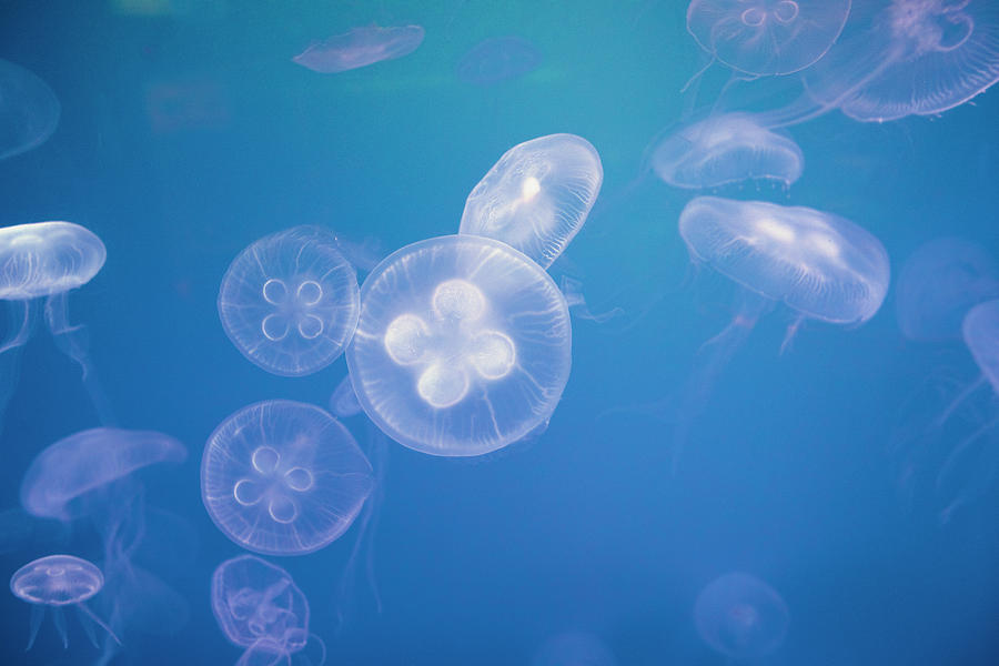 A Group Of Jellyfish Swimming In The by Eternity In An Instant