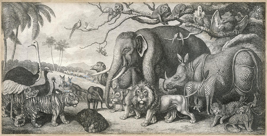 A Group Of Jungle Animals Including An Drawing by Mary Evans Picture  Library - Fine Art America