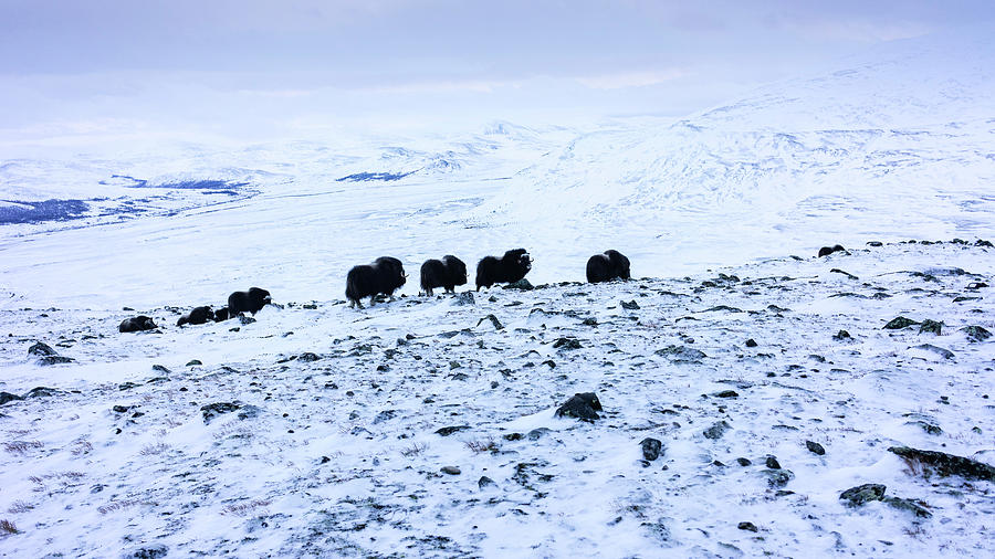 A Group Of Musc Oxen In The Arctic Photograph by Raffi Maghdessian