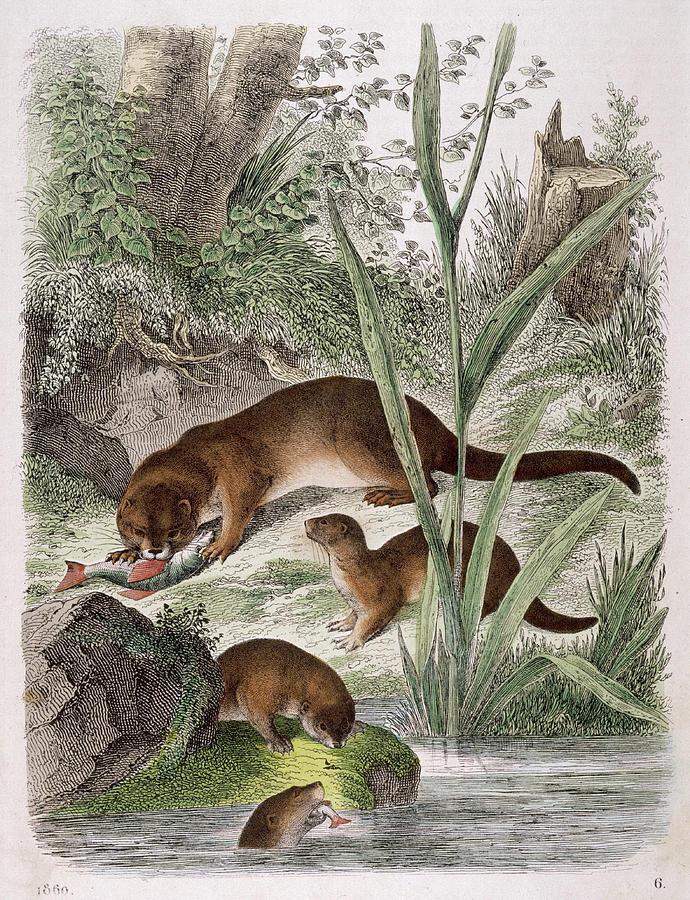 A Group Of Otters Eating Fish Drawing by Mary Evans Picture Library