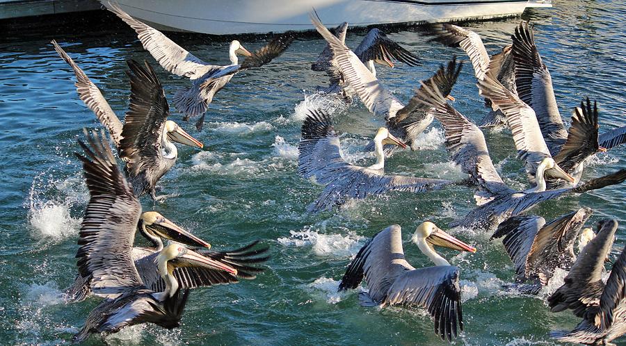 Animal Photograph - A Group Of Pelicans by Cynthia Guinn
