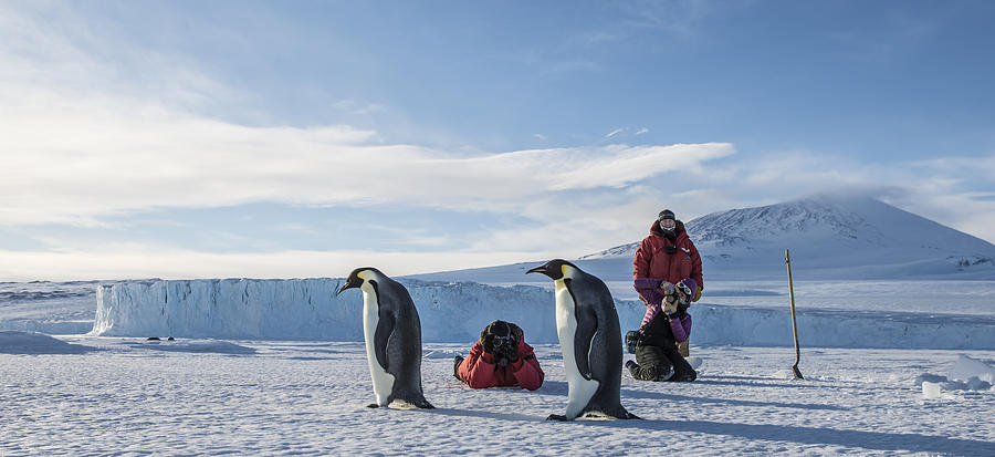 A group of people shoot photos emperor penguins near McMurdo Station, Antarctica. Photograph by Alasdair Turner