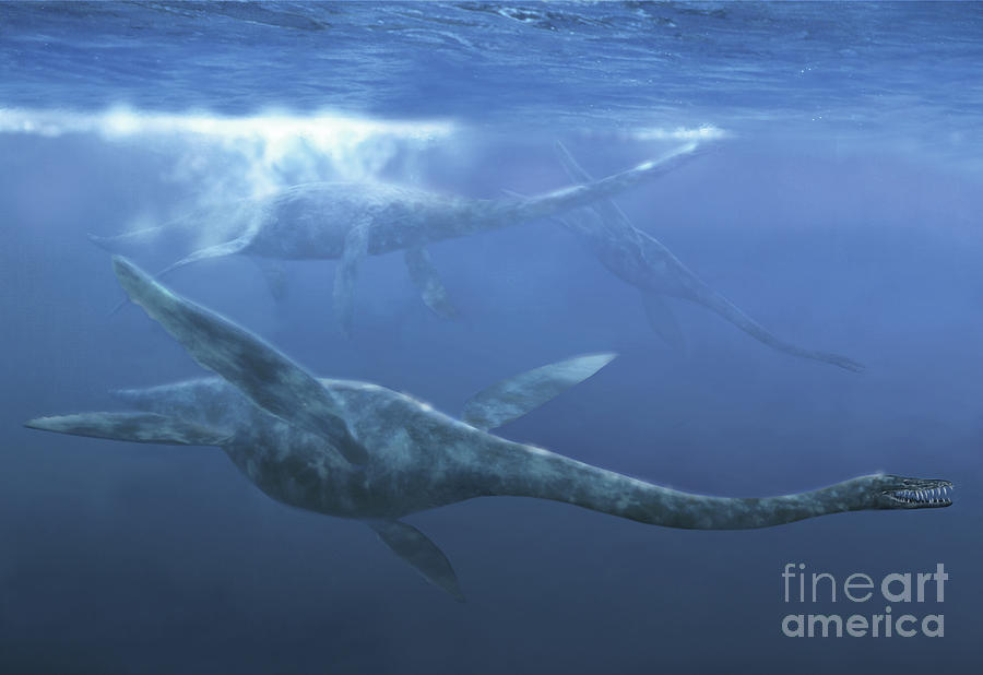 a plesiosaurus