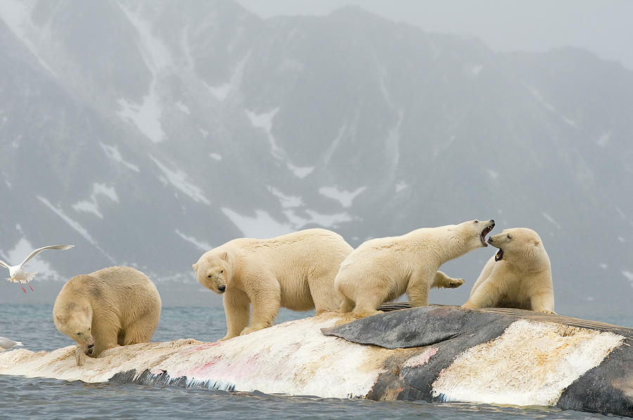 A Group Of Polar Bears Ursus Maritimus Photograph by Steven J