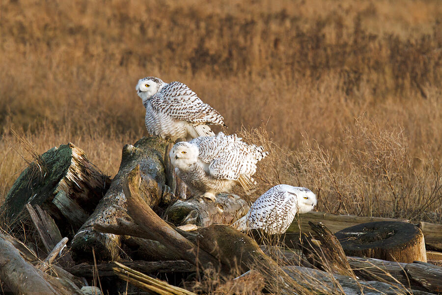 A Group of Snowy Owls Photograph by Michael Russell