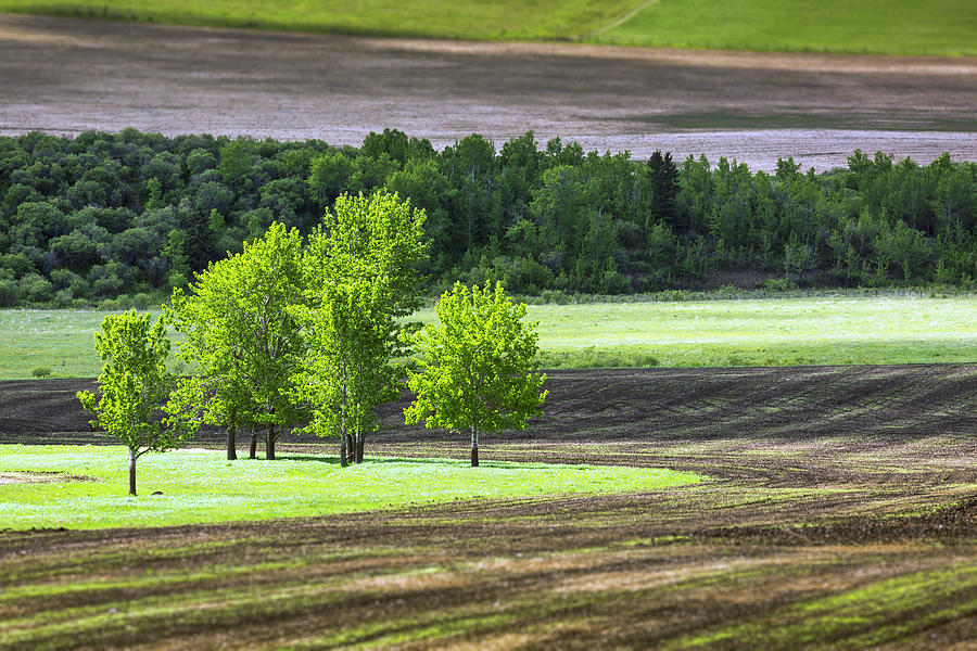 A Group Of Trees In A Grassy Field Photograph by Michael Interisano