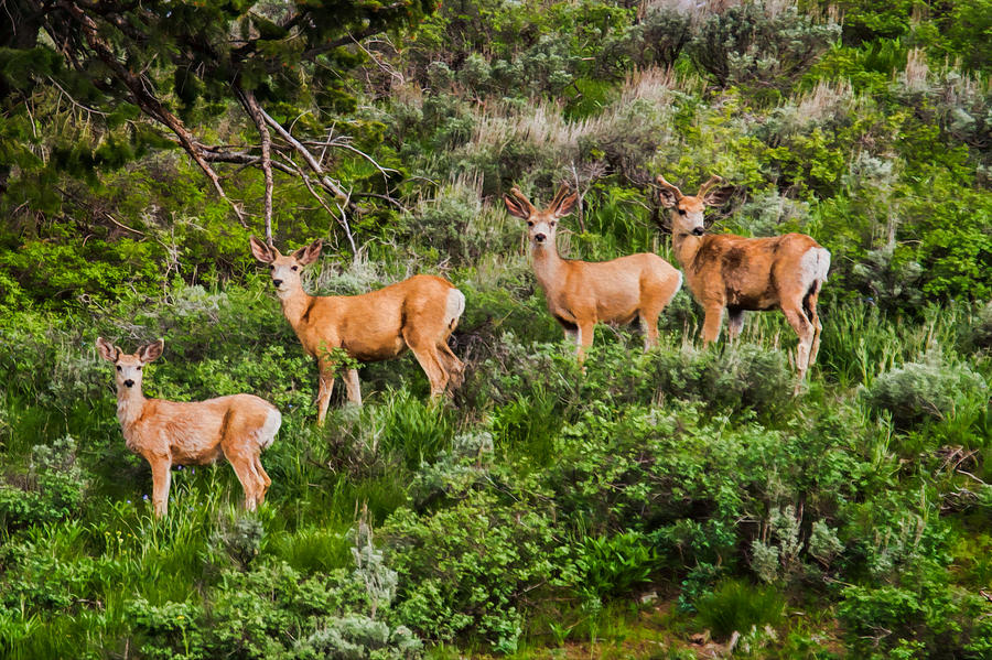 A Group of Young Mule Deer Bucks Painted Look Photograph by Martin Belan