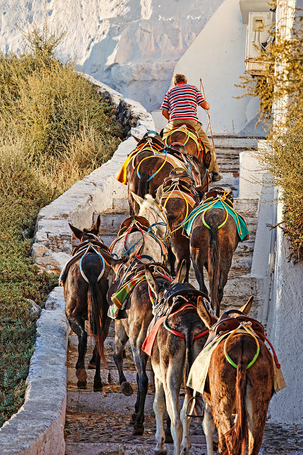 A Guide mule in Santorini - Greece Photograph by Constantinos Iliopoulos