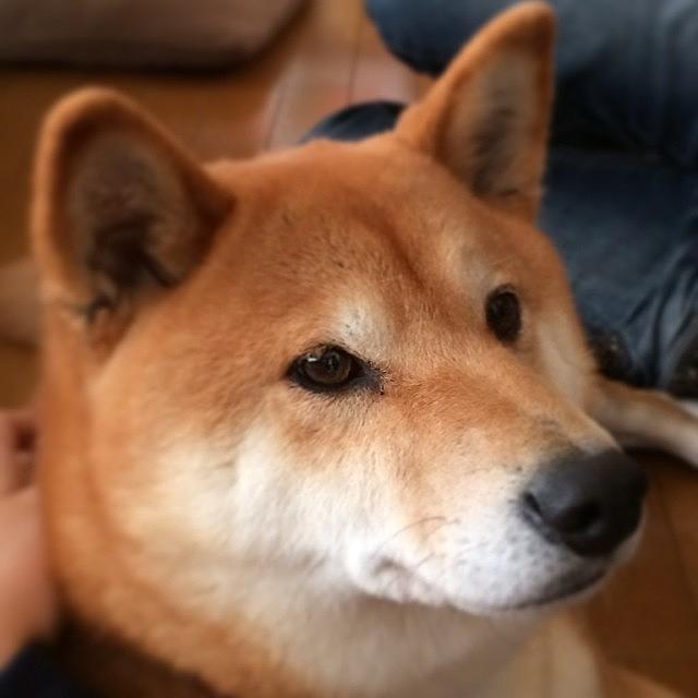 Dog Photograph - 🎍a Happy New Year🎍#dog #shiba_inu by Michii Komatsu