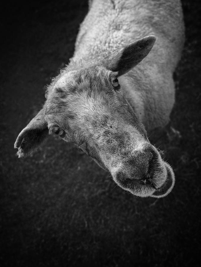 A Happy Sheep Photograph
