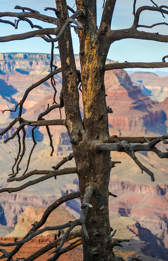 Grand Canyon Tree Photograph by Joy McAdams