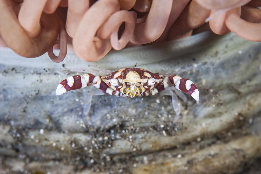 A Harlequin Swimming Crab Sits Photograph
