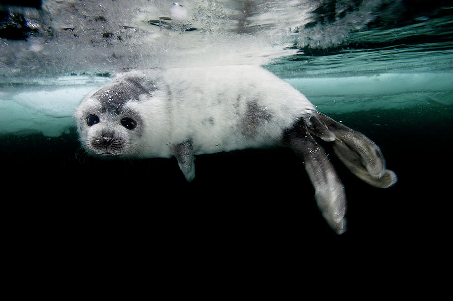 A Harp Seal Pup Learns To Swim Photograph by David Doubilet