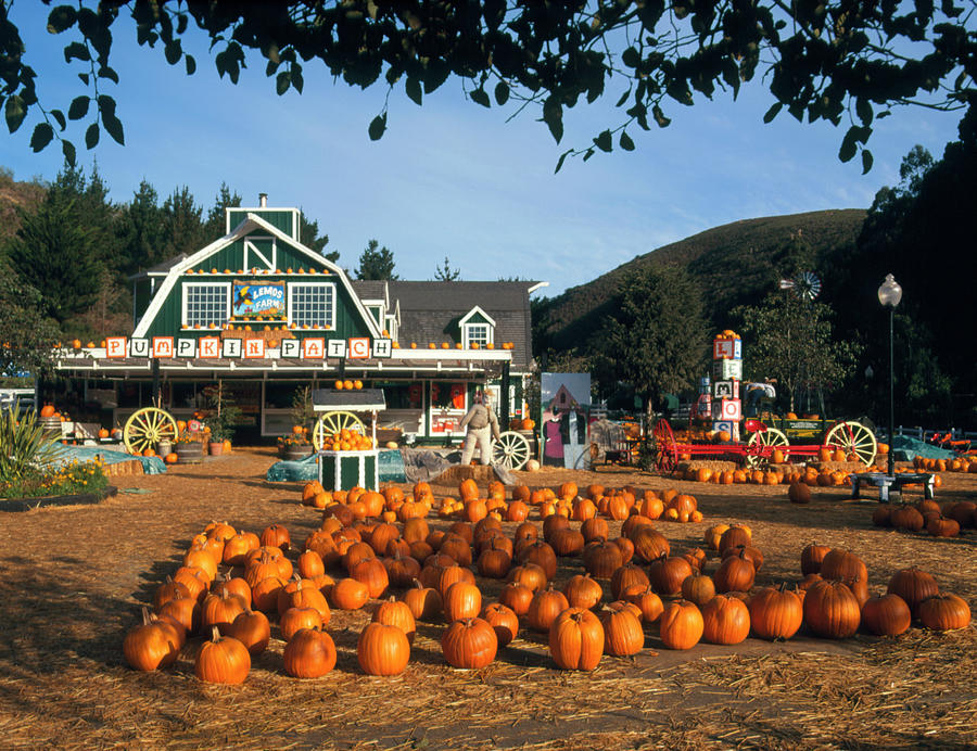 A Harvest Of Pumpkins Seen Before A Farm Shop Photograph by Tony Craddock/science Photo Library