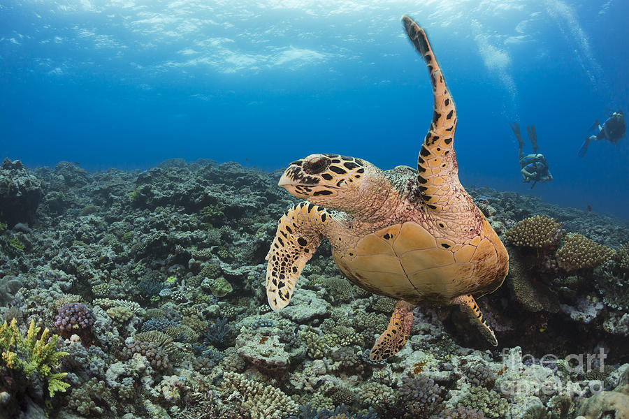 Turtle Photograph - A hawksbill turtle in Fiji by Dave Fleetham