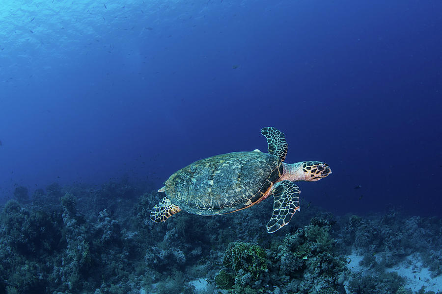 A Hawksbill Turtle On Sharks Reef Photograph by Brook Peterson