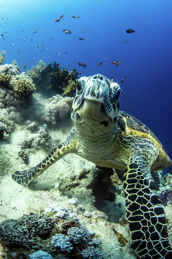 A Hawksbill Turtle Pauses On A Coral Photograph by Brook Peterson