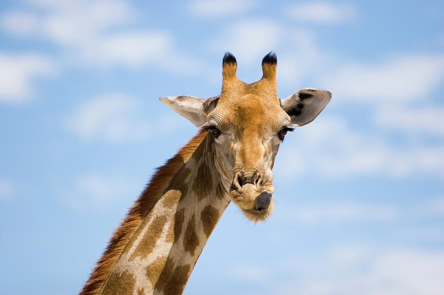 A Head Shot Of A Giraffe Licking Photograph by Jen Judge | Fine Art America