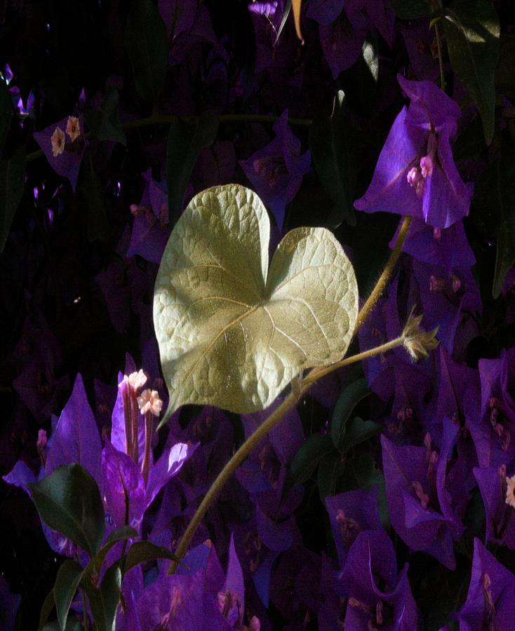 A Heart of Gold Leaf of Morning Glory Photograph by Taiche Acrylic Art