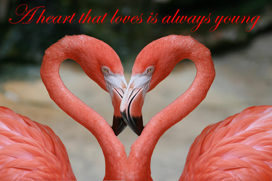 A heart that loves is always young Photograph by Bob Johnson