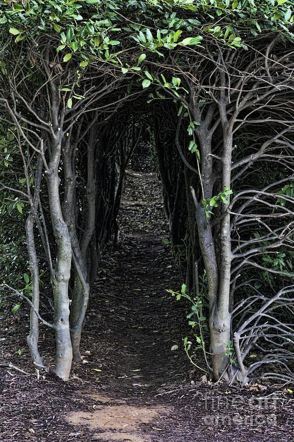A hedge alongside a path contains a passageway Photograph by William Kuta