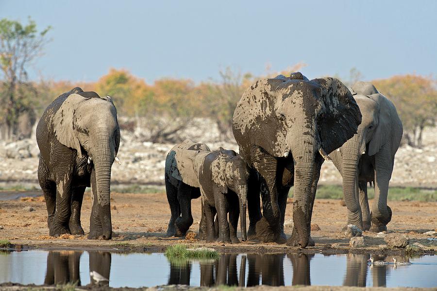 A Herd Of African Elephants Photograph by Tony Camacho