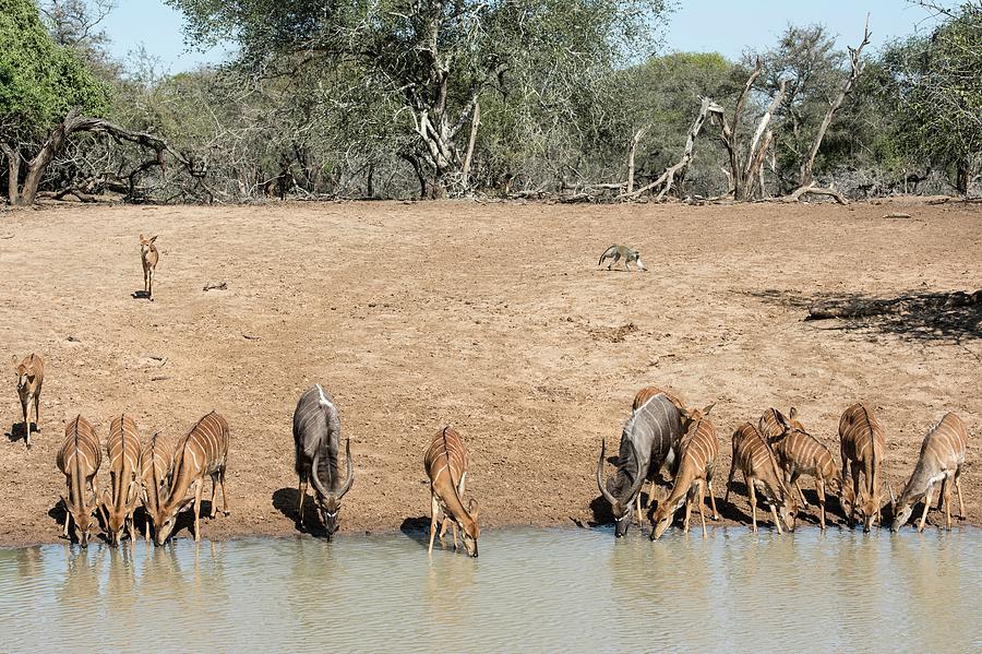 Animal Photograph - A Herd Of Nyala Drinking At A Waterhole by Tony Camacho