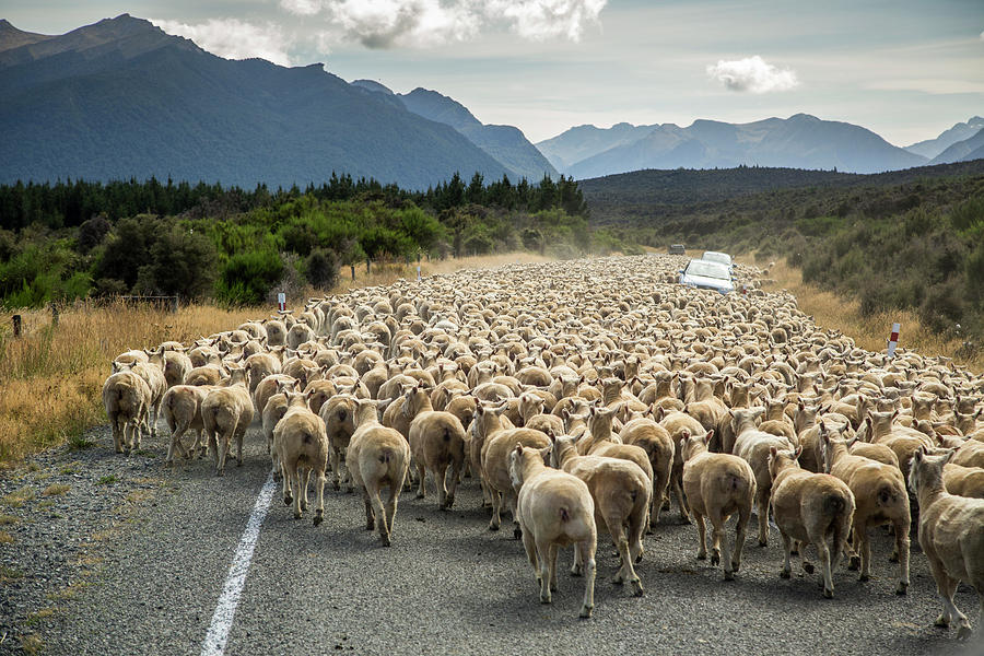 A Herd Of Sheep Block The Road Photograph by James White