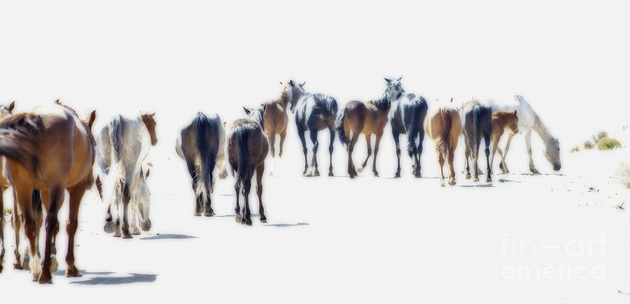 A Herd Of Wild Horses On Navajo Indian Reservation Photograph