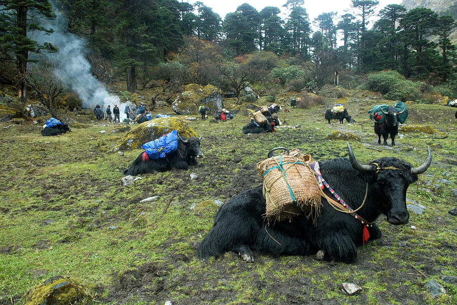 Nature Photograph - A Herd Of Yaks By A Campfire In Bhutan by Peter McBride