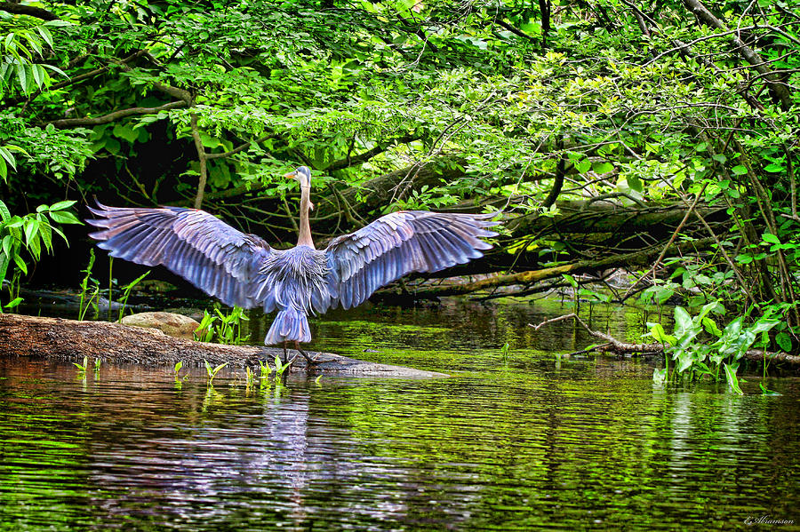 A Heron Touches Down Photograph by Eleanor Abramson