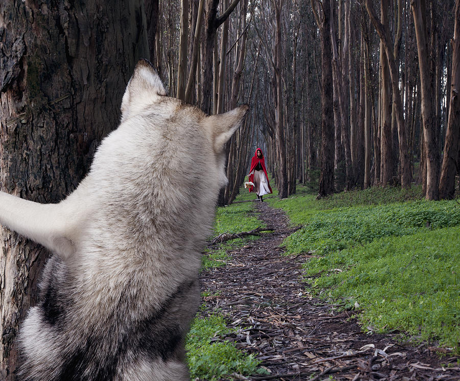 A Hiding Wolf Watches Little Red Riding Hood Photograph by John Lund