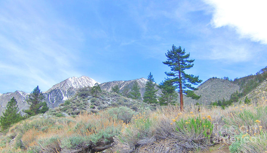 Mountain Photograph - A High Sierra Sight by Marilyn Diaz