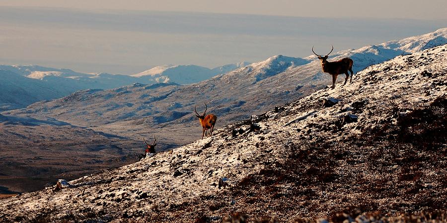 A Highland winter Photograph by Gavin Macrae