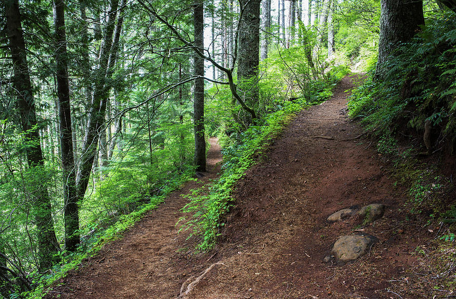 A Hiking Trail Goes Up Saddle Mountain Photograph by Robert L. Potts ...