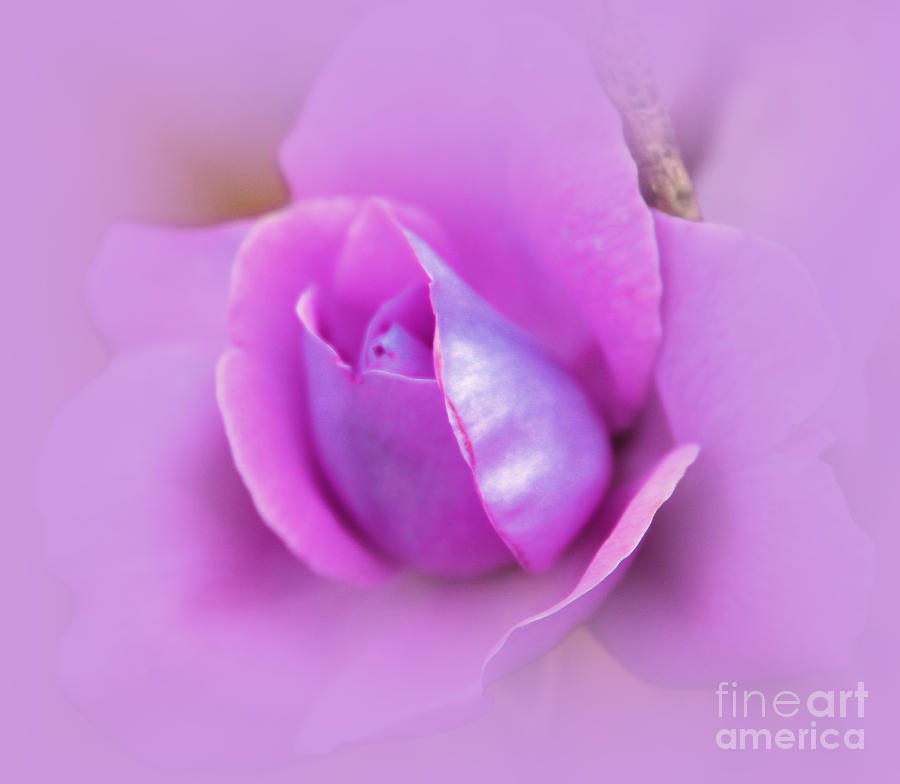A Hint of Lavender Rose Photograph by Judy Palkimas