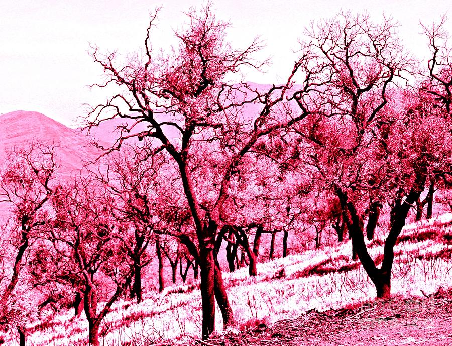 Tree Photograph - A Hint of Pink by Clare Bevan