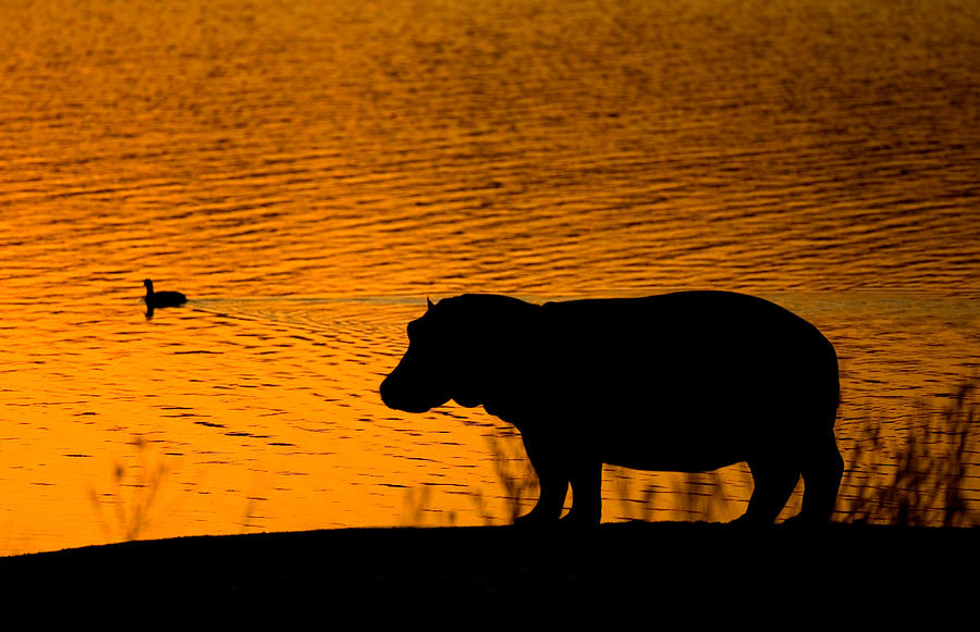 Hippopotamus Photograph - A Hippo at sunset by Lyle Gregg