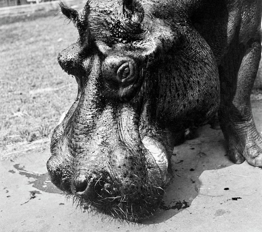 A Hippopotamus At The Bronx Zoo Photograph by Toni Frissell