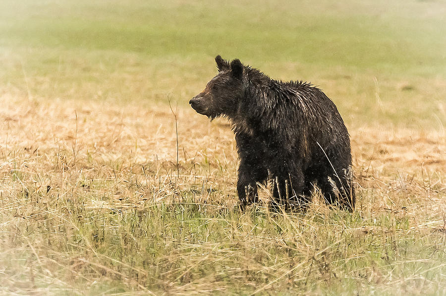 A Hobo Cub Photograph by Yeates Photography