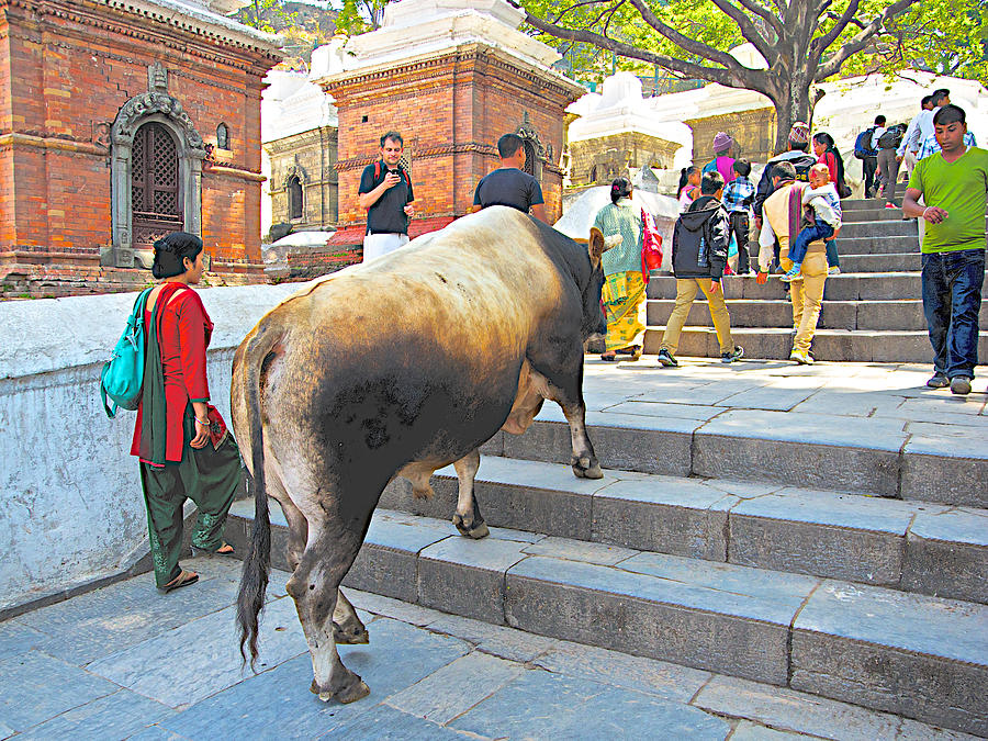 A Holy Cow Climbing Steps from Bagmati River in Kathmandu-Nepal  Photograph by Ruth Hager