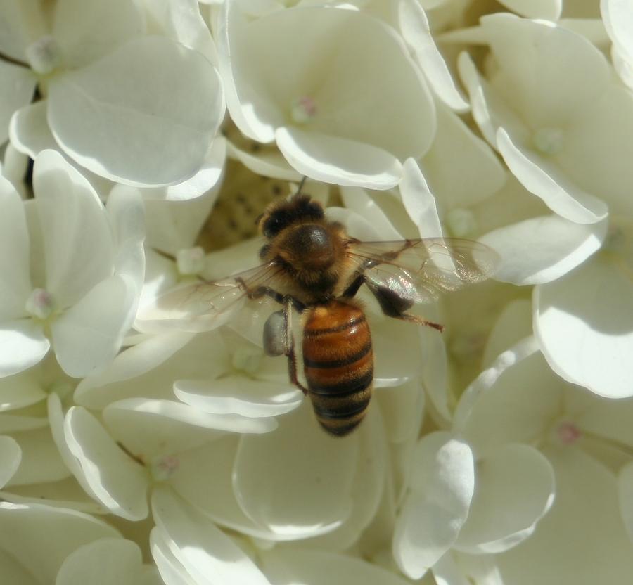 A Honey Bee Dream Photograph by Barbara S Nickerson