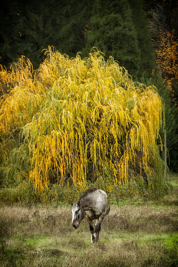A Horse and A Willow Tree Photograph by Belinda Greb
