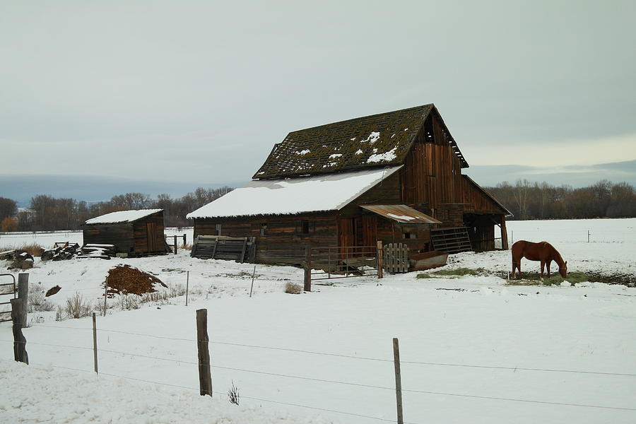 A Horse And Barn In Ellensburg Photograph by Jeff Swan