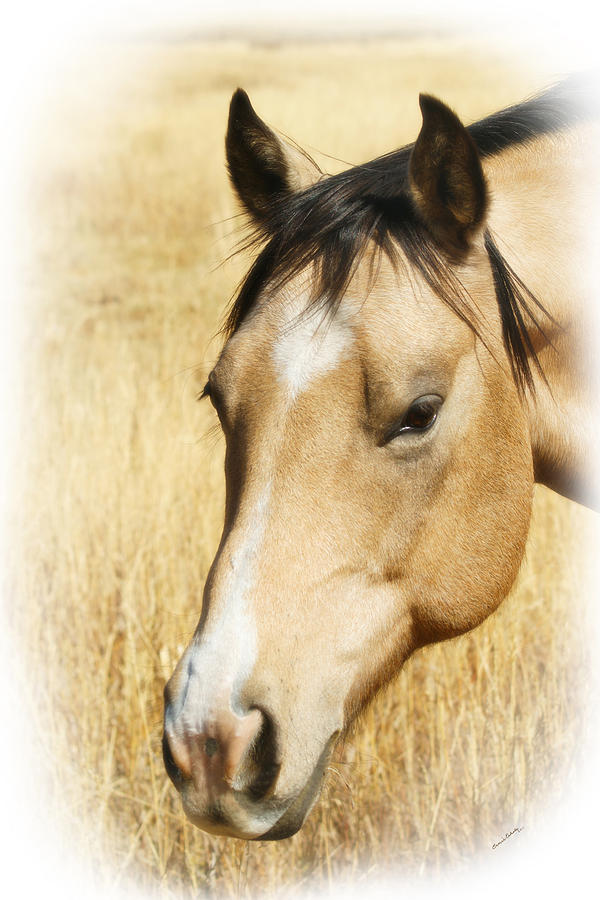 A Horse Photograph by Ernest Echols