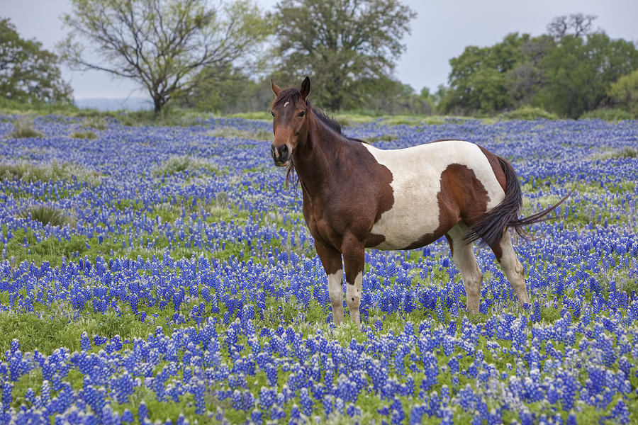 Texas Bluebonnets Photograph - A Horse in Texas Bluebonnets in the Hill Country 2 by Rob Greebon