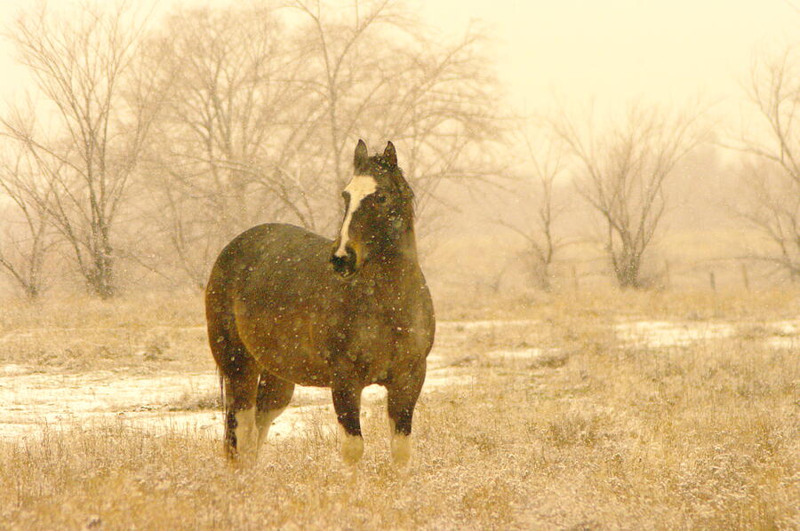 A Horse In The Snow Photograph by Jeff Swan