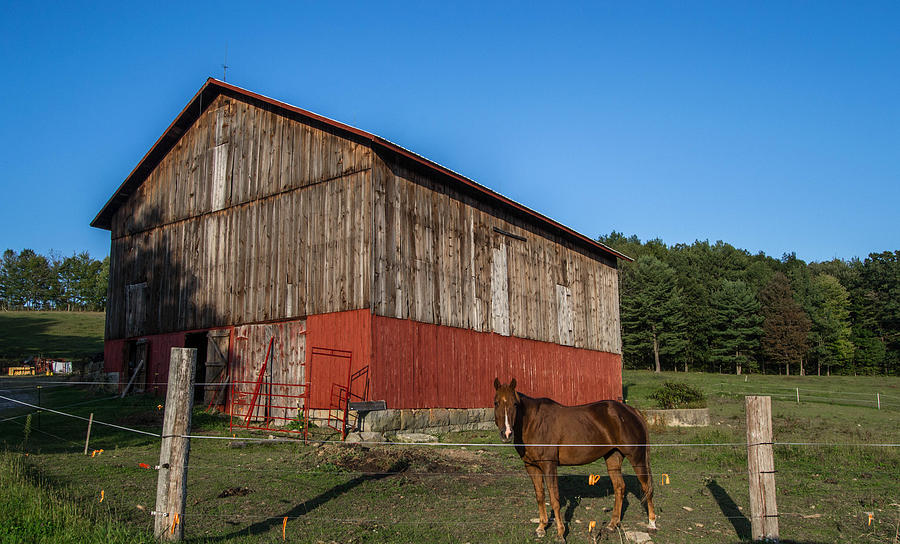 A Horse Is A Horse Of Course Of Course Photograph by Anthony Thomas ...