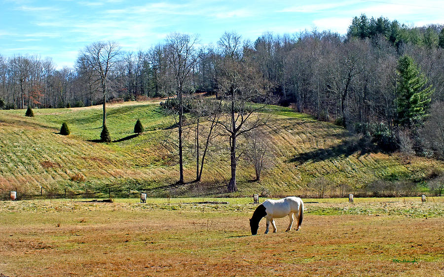 A Horse named Dipstick in Balsam Grove Photograph by Duane McCullough