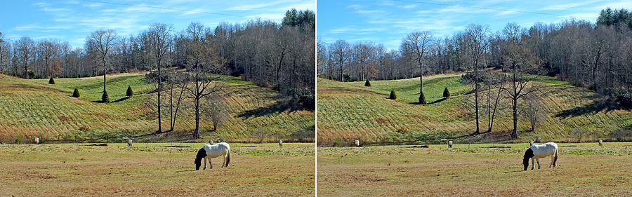 A Horse Named Dipstick in Stereo Photograph by Duane McCullough